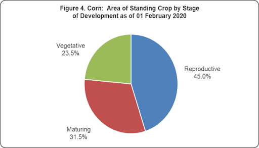 Figure 4 Corn Area STanding Crop Development 01 February 2020