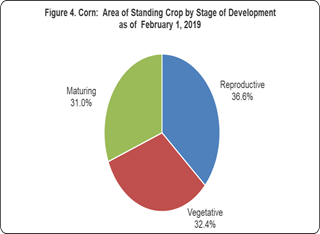 Figure 4 Corn Area Standing Crop Stage Development 01 February 2019