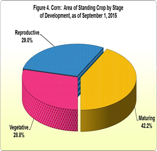 Figure 4 Corn Area Standing Crop Stage Development 01 September 2015